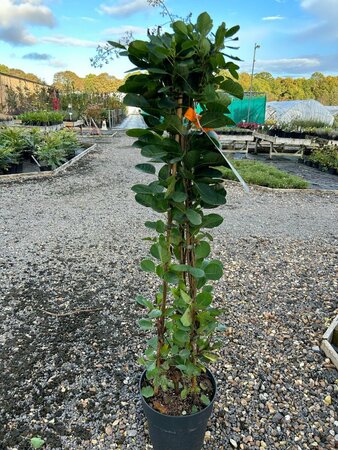Cotinus cog. 'Young Lady' 10L - image 3