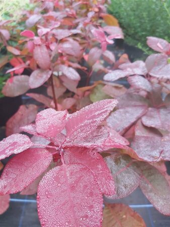 Cotinus 'Grace' 175-200 25L