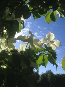 Cornus kousa Chinensis 100-125 Root Ball