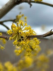 Cornus mas 125-150 Root Ball
