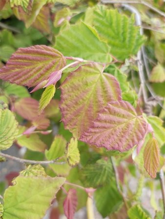 Corylopsis pauciflora 100-125 25L - image 2