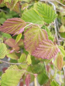 Corylopsis pauciflora 100-125 25L - image 2