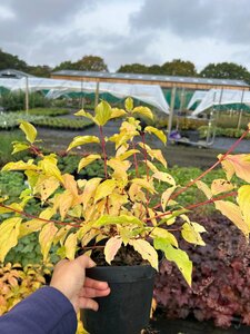 Cornus sang. 'Anny's Winter Orange' 3L