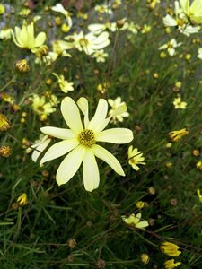 Coreopsis vert. 'Moonbeam' 2L