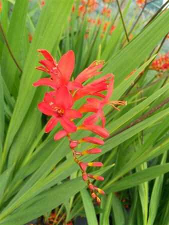 Crocosmia 'Lucifer' 2L - image 1