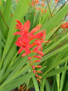 Crocosmia 'Lucifer' 2L - image 1