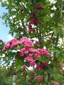 Crataegus media 'Paul's Scarlet' Maiden 12 L Fresh potted