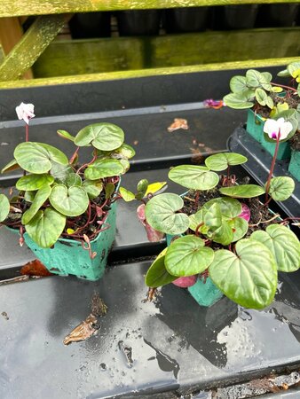 Cyclamen coum 9cm liner - image 2