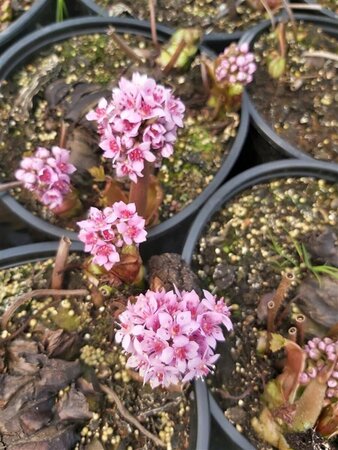 Darmera peltata 2L - image 1