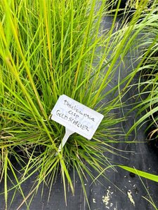 Deschampsia cesp. 'Goldschleier' 3L