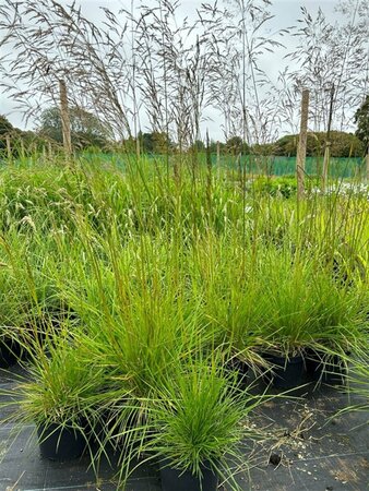 Deschampsia cesp. 'Goldschleier' 3L - image 2