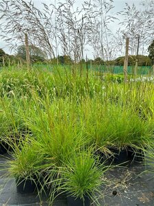 Deschampsia cesp. 'Goldschleier' 3L - image 2