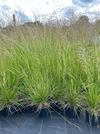 Deschampsia cesp. 'Goldschleier' 3L - image 3