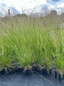 Deschampsia cesp. 'Goldschleier' 3L - image 3