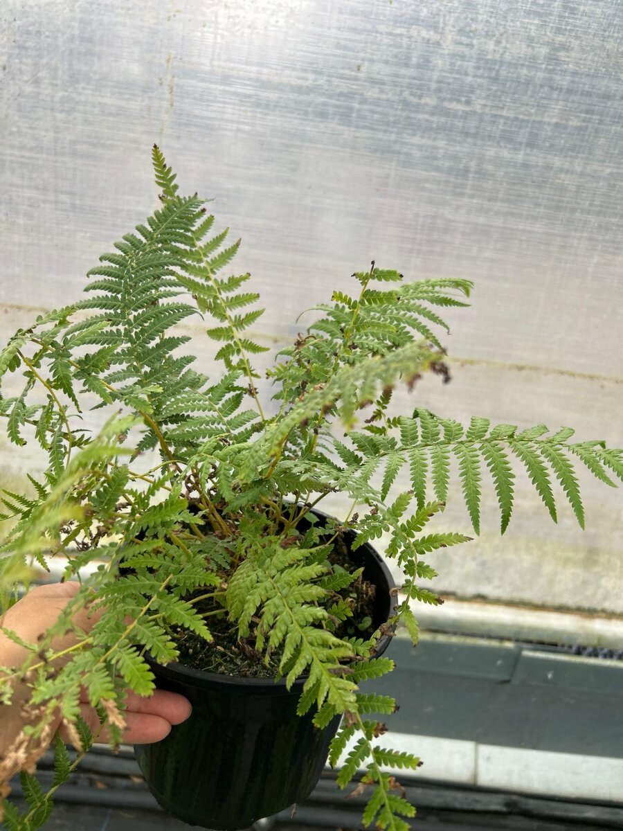 Dicksonia antarctica 3L - Van Arnhem Nursery