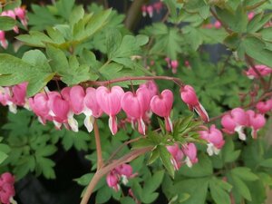 Dicentra spectabilis 3L