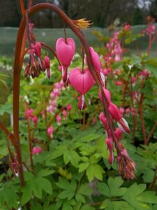 Dicentra spectabilis 3L - image 2