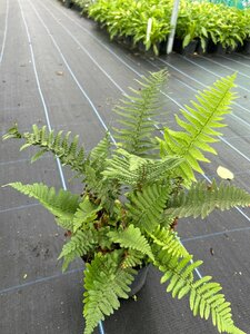 Dryopteris af. 'Pinderi' 2L