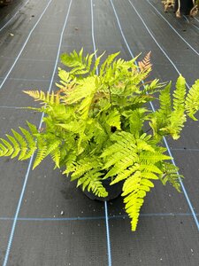 Dryopteris erythrosora 3L - image 1
