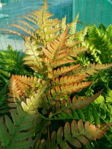 Dryopteris erythrosora 3L - image 3