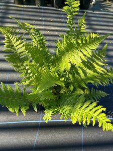 Dryopteris filix-mas 3L - image 2