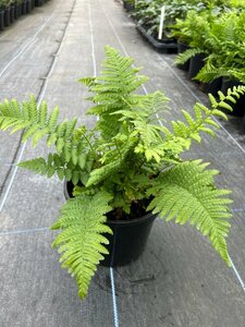 Dryopteris filix-mas 3L