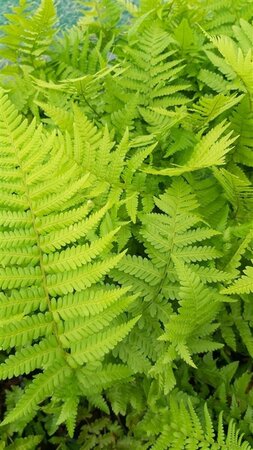 Dryopteris filix-mas 3L - image 3