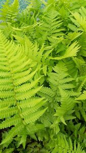 Dryopteris filix-mas 3L - image 3
