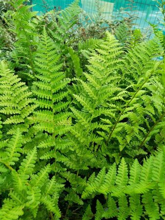 Dryopteris f.-m. 'Barnesii' 3L - image 2