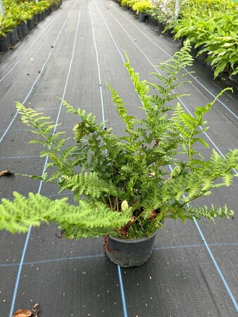 Dryopteris f.-m. 'Barnesii' 3L - image 1