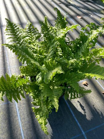 Dryopteris f.-m. 'Cristata' 3L - image 2