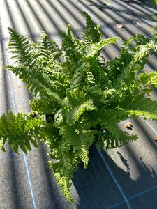 Dryopteris f.-m. 'Cristata' 3L - image 2