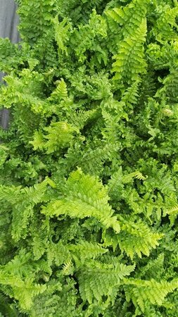 Dryopteris f.-m. 'Cristata' 3L - image 3