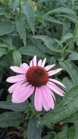 Echinacea p. 'Magnus' 2L - image 3