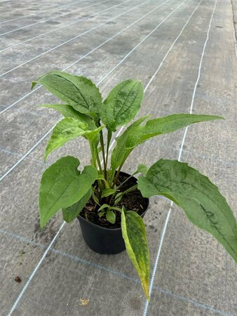 Echinacea p. 'Magnus' 2L - image 1