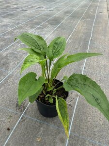 Echinacea p. 'Magnus' 2L - image 1