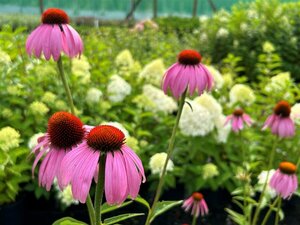 Echinacea purpurea 2L - image 4
