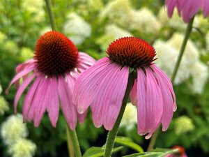 Echinacea purpurea 2L - image 3