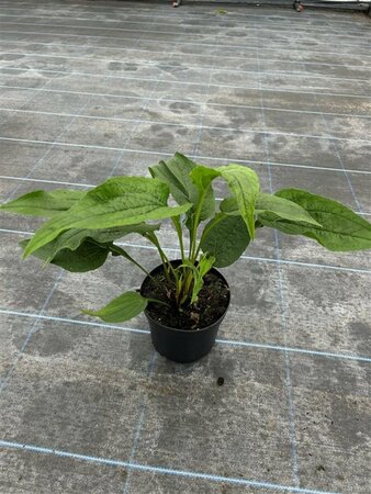 Echinacea purpurea 2L - image 1