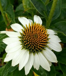 Echinacea p. 'White Swan' 2L - image 2