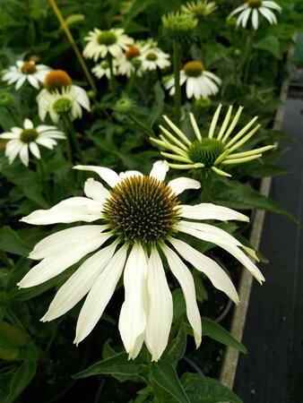 Echinacea p. 'White Swan' 2L - image 1