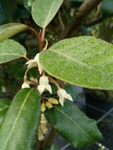 Elaeagnus x ebbingei 125-150 25L - image 1