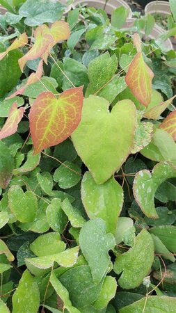 Epimedium rubrum 2L - image 1