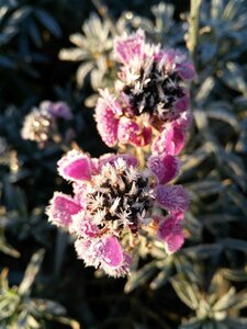 Erysimum 'Bowles' Mauve' 2L - image 2