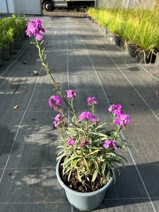 Erysimum 'Bowles' Mauve' 2L - image 1