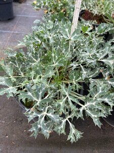 Eryngium Bourgatii 2L - image 1