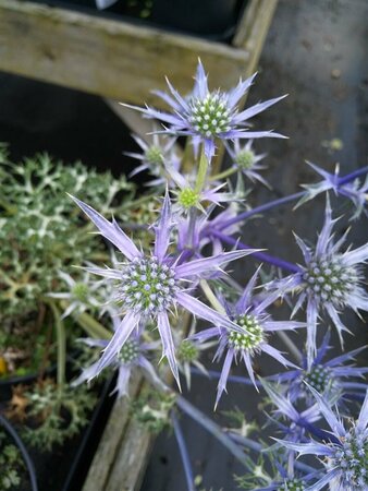 Eryngium Bourgatii 2L - image 2
