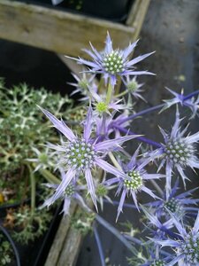 Eryngium Bourgatii 2L - image 2