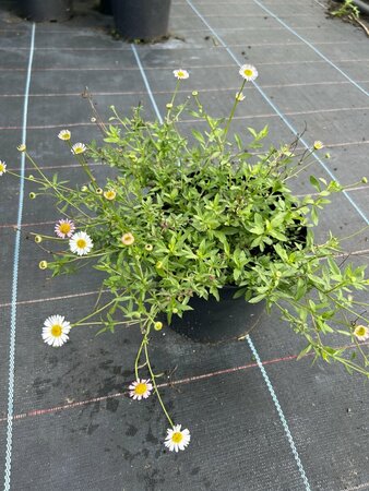 Erigeron karvinskianus 2L - image 1