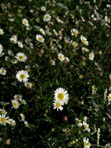 Erigeron karvinskianus 2L - image 2